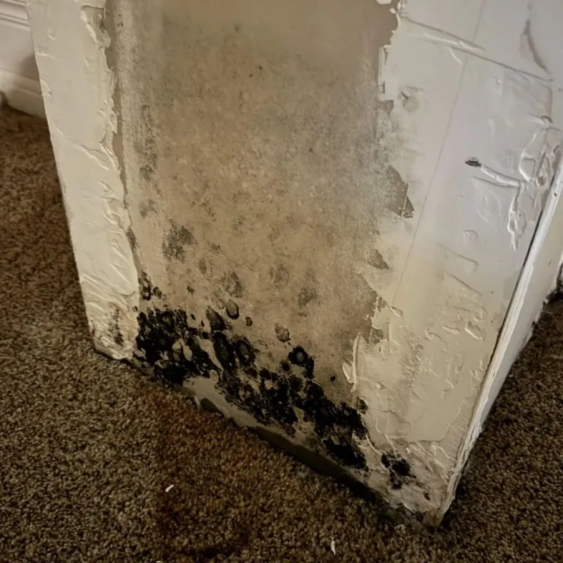 Professional Mold Removal in Goffstown, NH